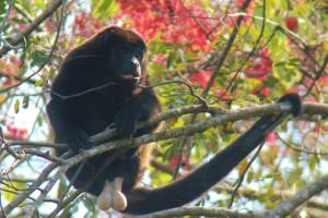 Wildlife in Costa Rica