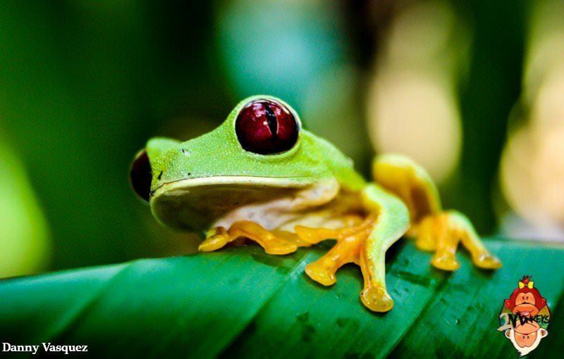 Two Monkeys Travel - Manuel Antonio - Costa Rica - Frog