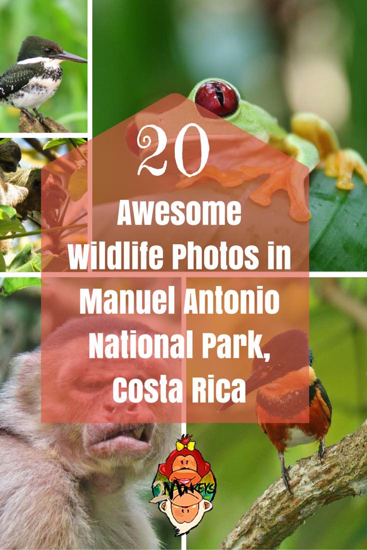 20 Awesome Wildlife Photos in Manuel Antonio, Costa Rica