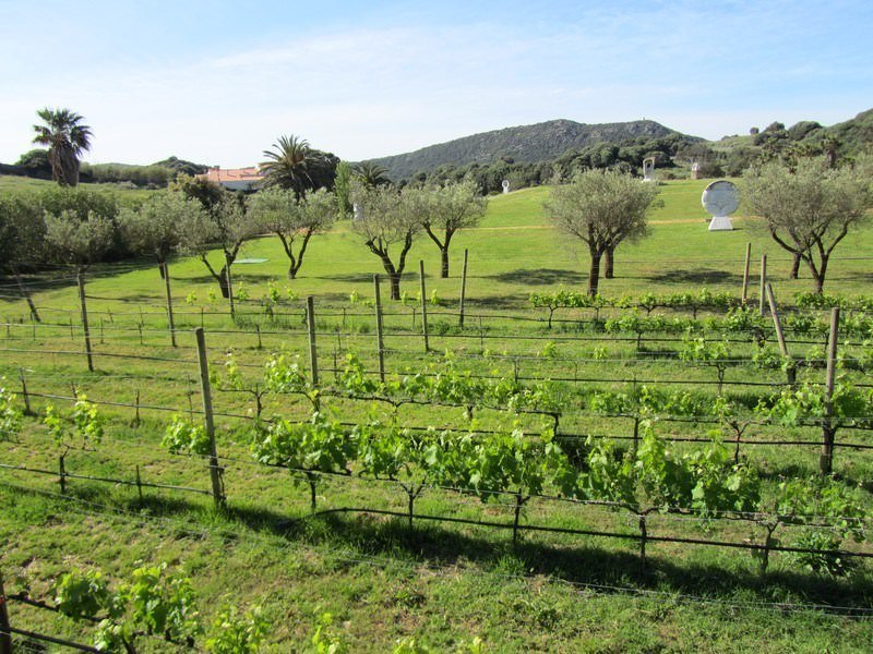 Two Monkeys Travel - Guide to Menorca Spain - vineyards and sculptures at L'Hort de Sant Patrici
