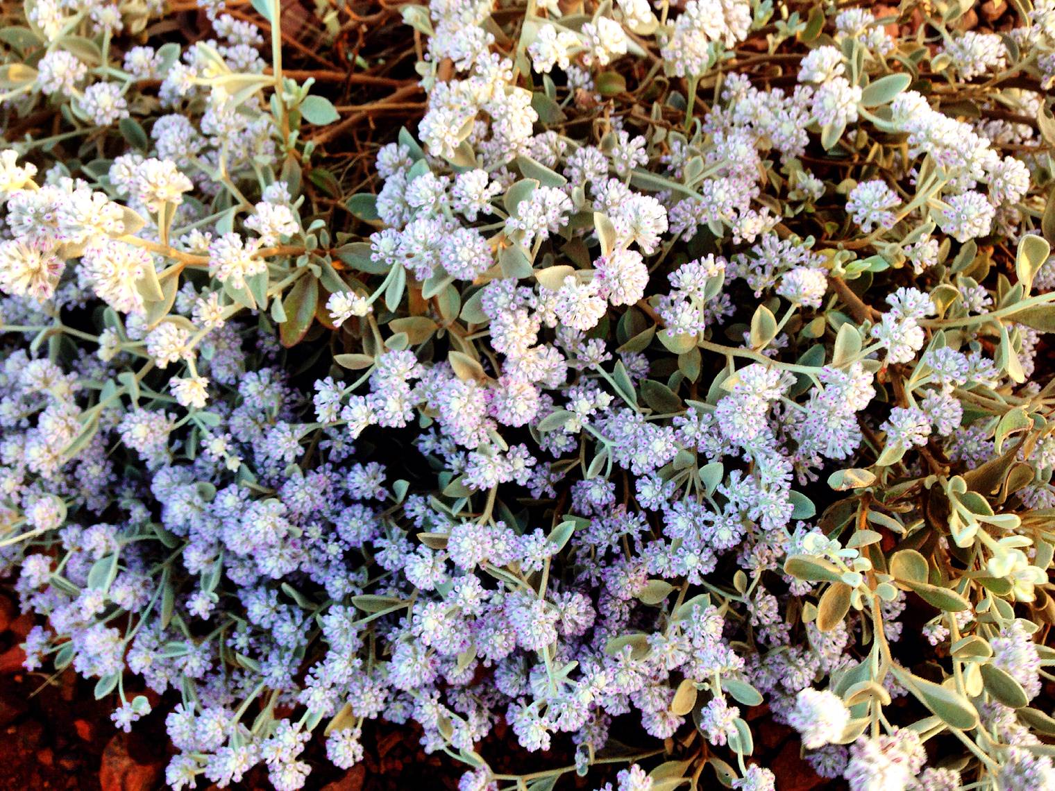 Wildflowers in Pilbara, Western Australia