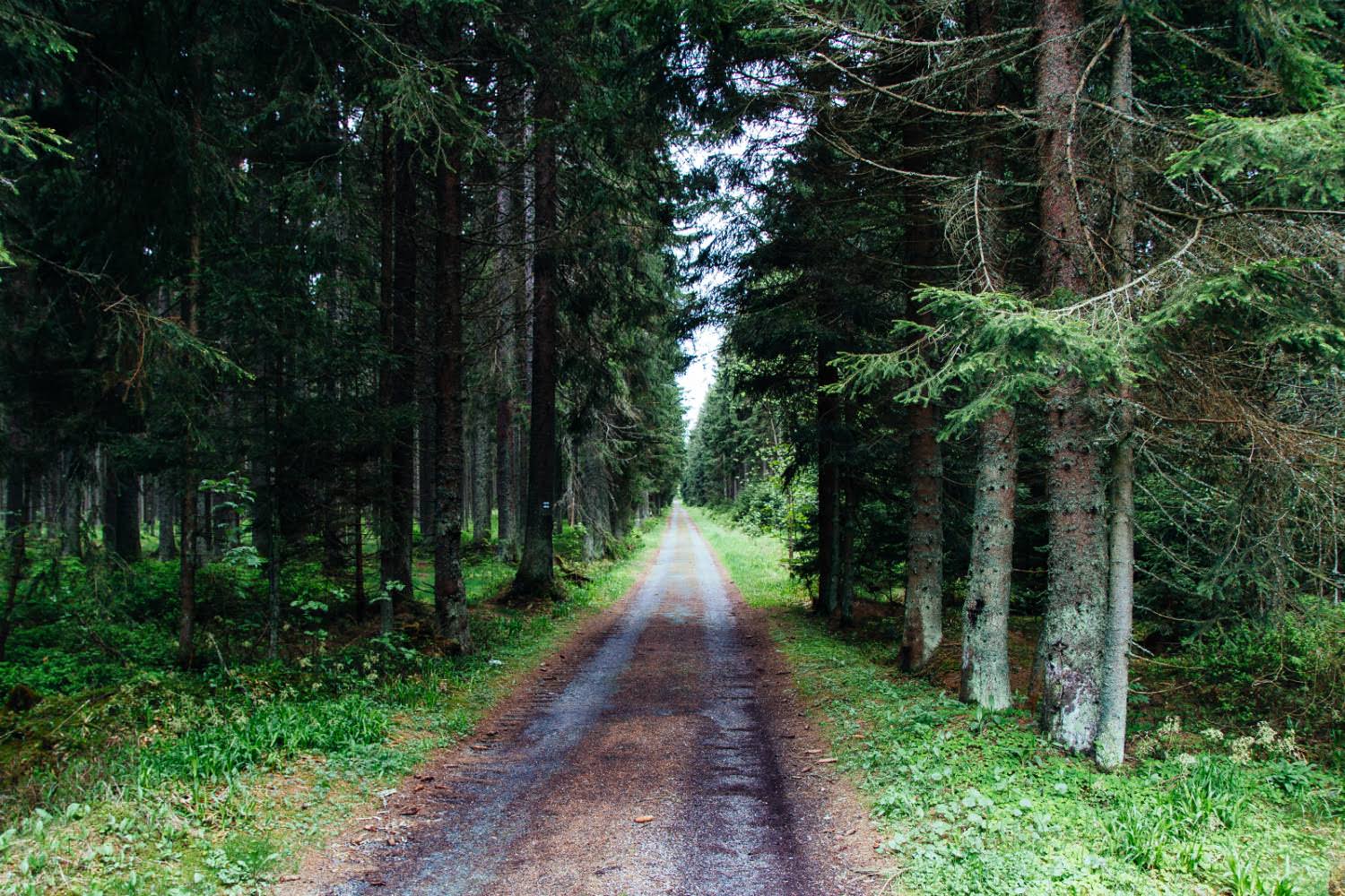 road-into-sumava-czech-republic