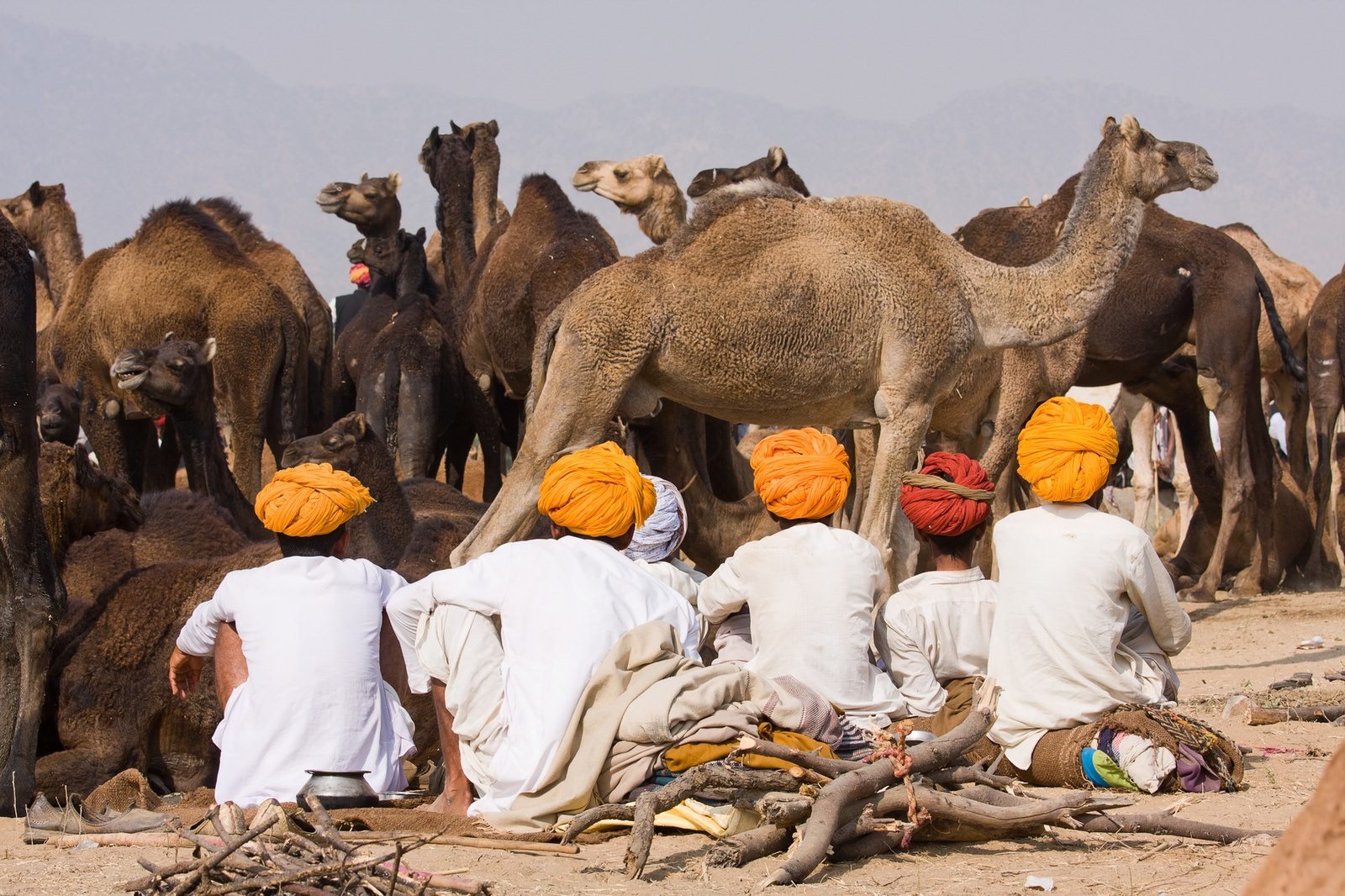 PUSHKAR, INDIA - NOVEMBER 20: Pushkar Camel Mela (Pushkar Camel Fair) on November 20, 2012 in Pushkar, Rajasthan, India. This fair is the largest camel trading fair in the world.