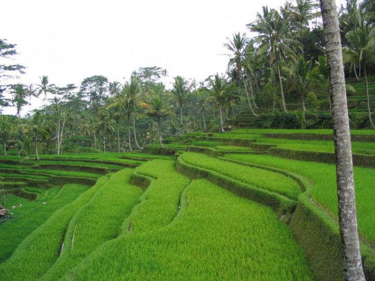 7 Awesome Things to do in Ubud, Bali, Indonesia