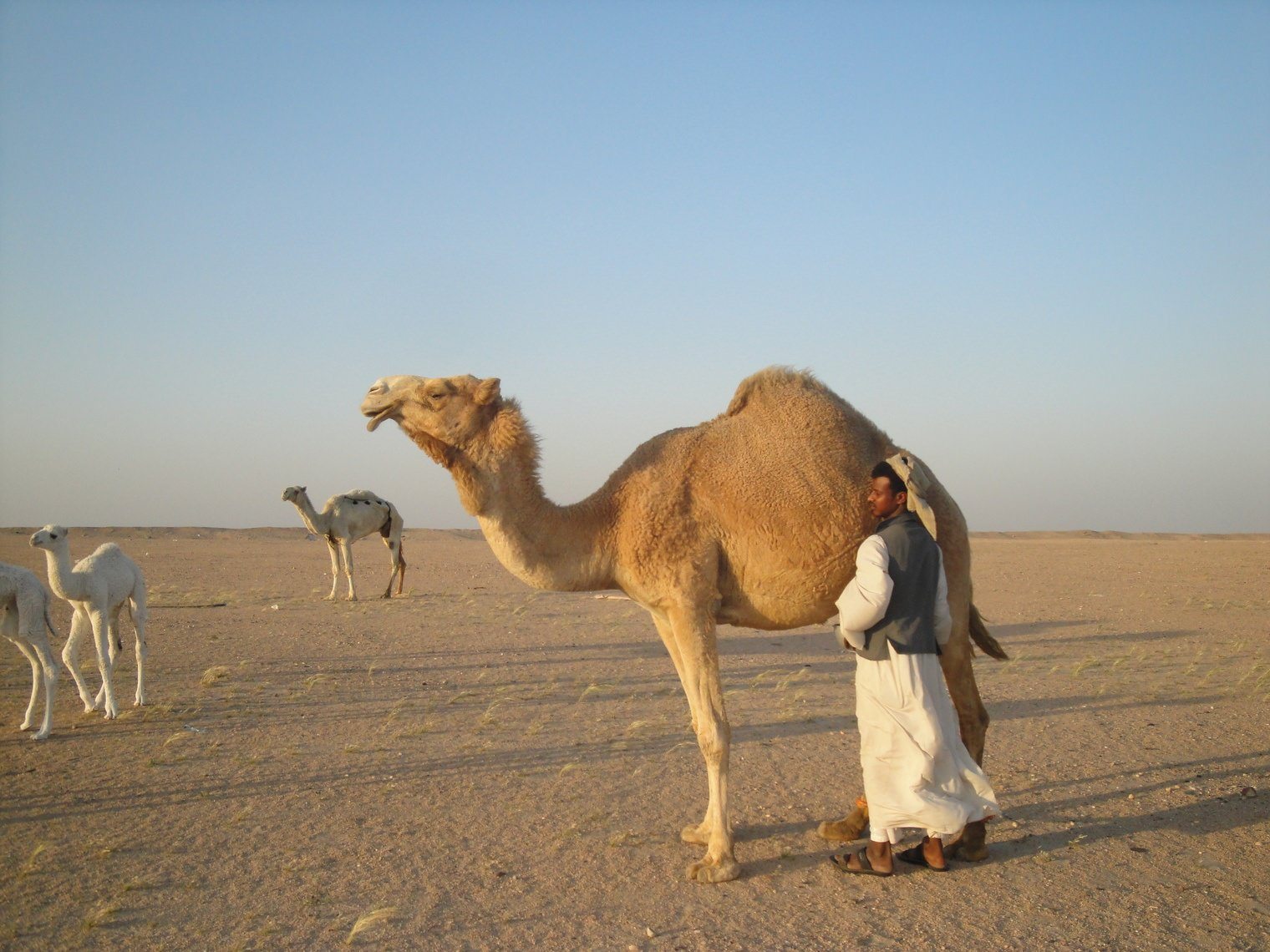 7 Awesome Things to Do in Kuwait (Middle East) for Cultural Travelers