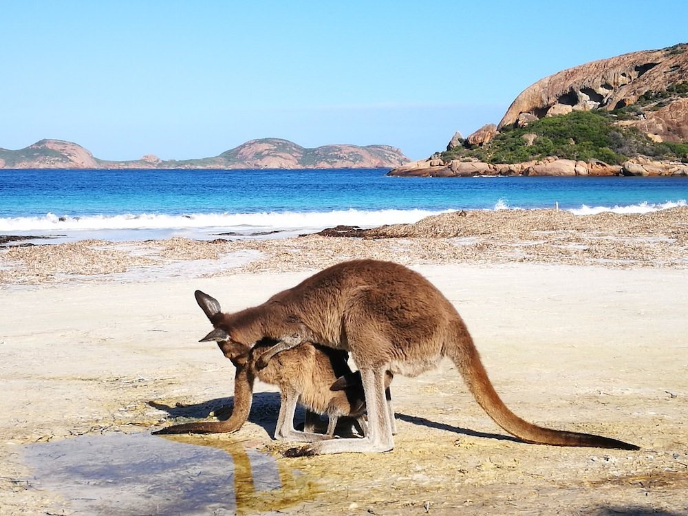 two monkeys travel - nullarbor traveller - australia 9