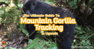 The Ultimate Guide To Mountain Gorilla Tracking In Uganda