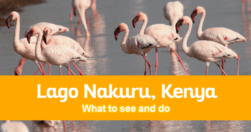 What to see and do in Lago Nakuru, Kenya