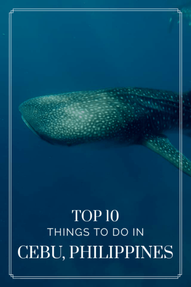The famous Oslob Whale Sharks in Oslob