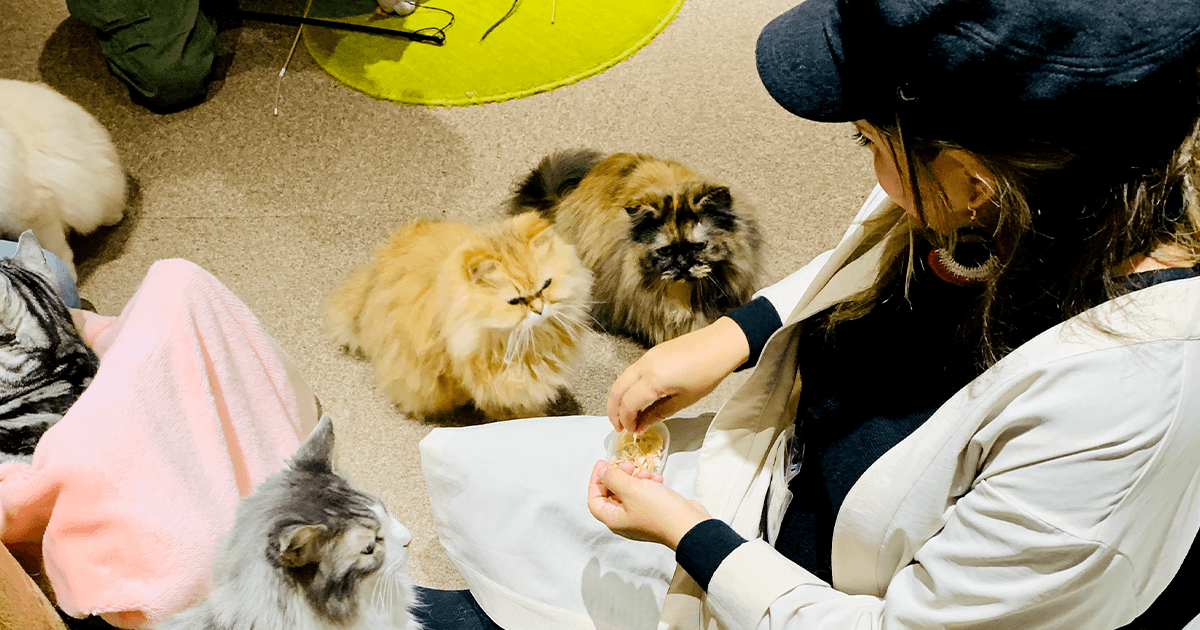 Best Cat Cafes in Tokyo, Japan With Rates Included