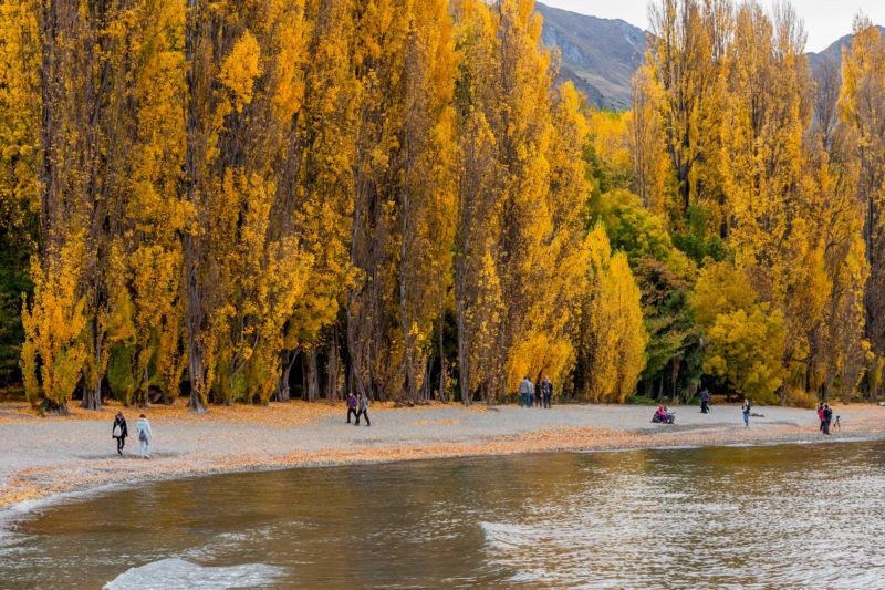 People walking by a lakeshore lined with tall yellow autumn trees