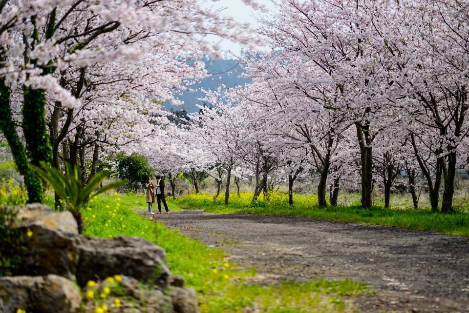 South Korea Cherry Blossom Guide