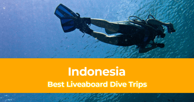 9 Best Liveaboard Dive Trips in Indonesia [From Budget to Luxury Boats]