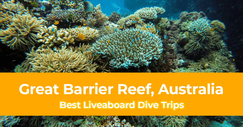 Best Liveaboard Dive Trips at the Great Barrier Reef in Australia