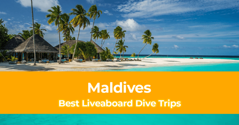 Best Liveaboard Dive Trips in Maldives