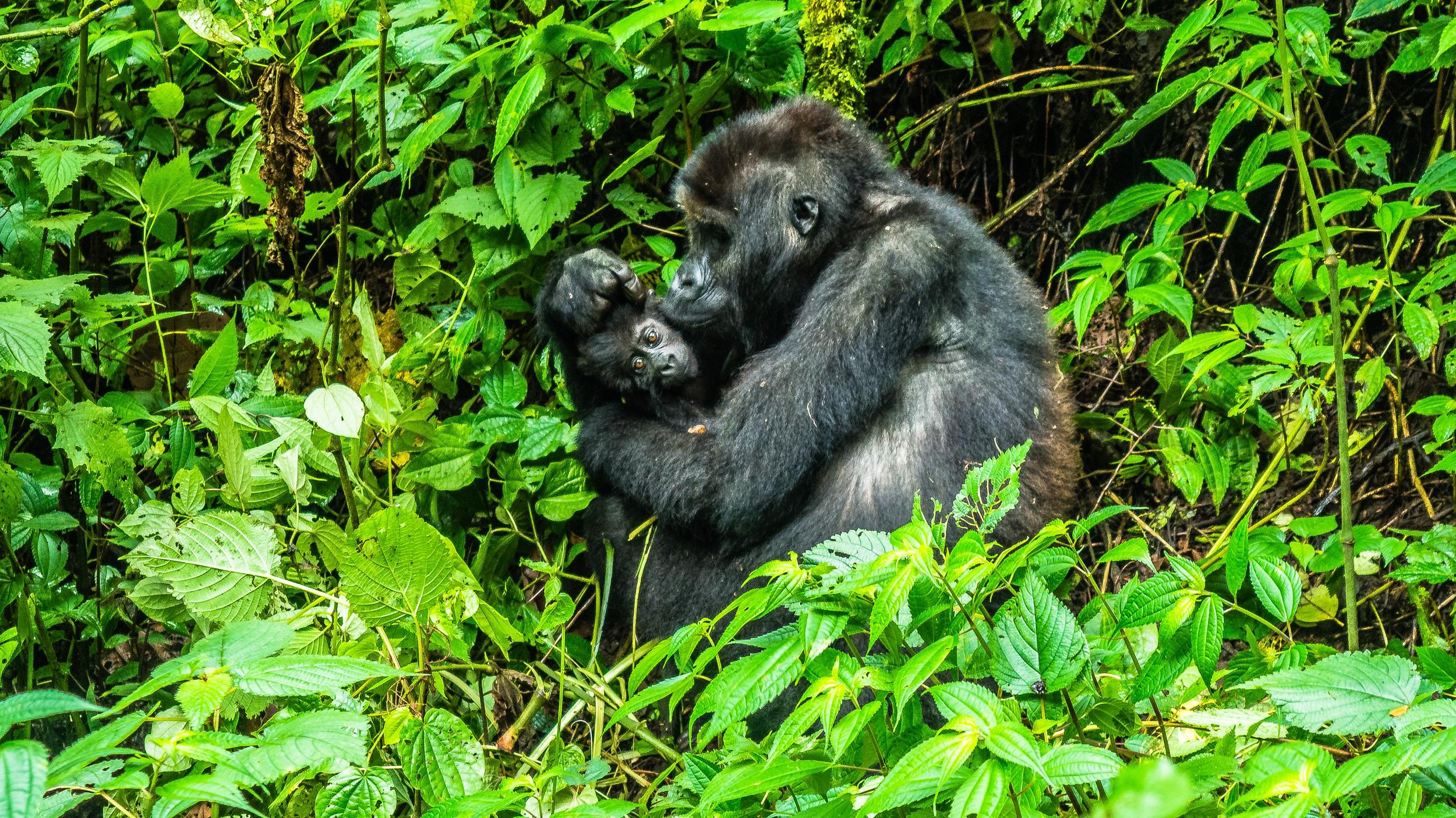 Encounter Gorilla and Wildlife Safari in East Africa 
