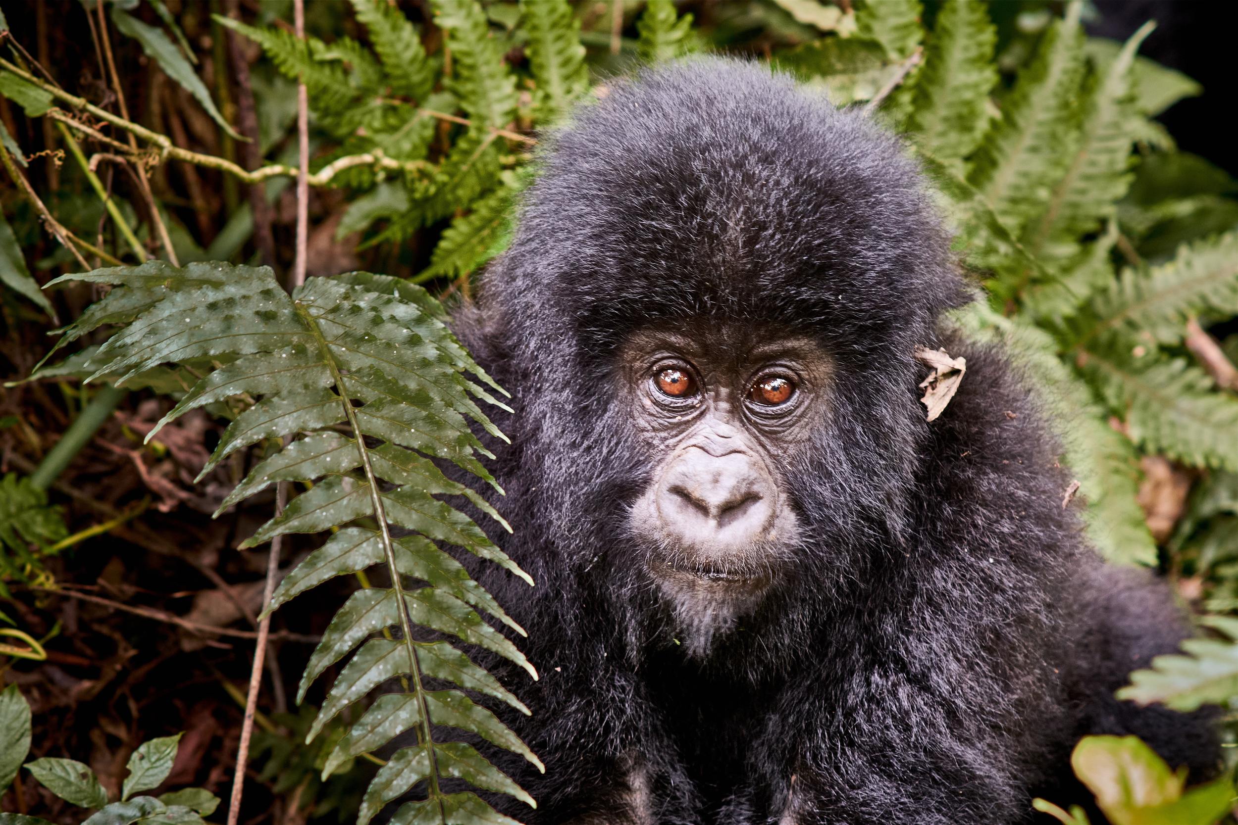 Encounter Gorilla and Wildlife Safari in East Africa
