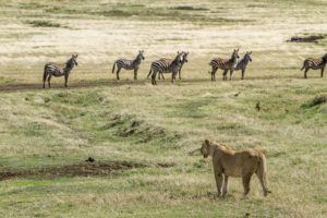 Encounter Gorilla and Wildlife Safari in East Africa