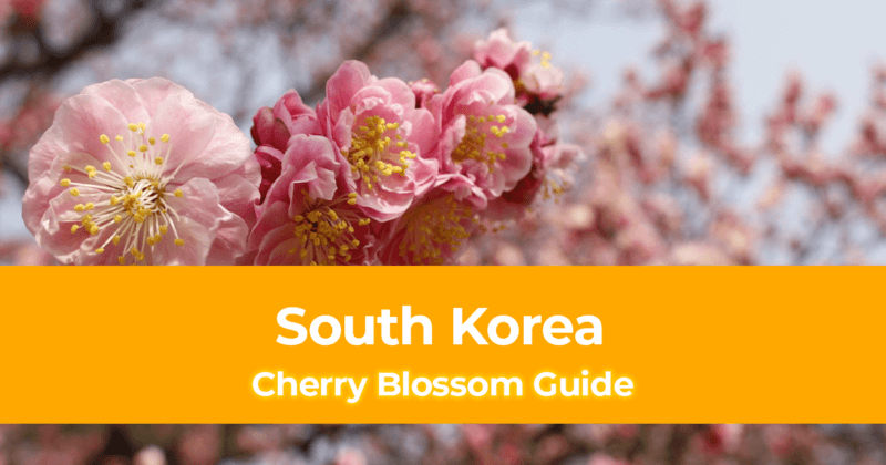 South Korea Cherry Blossom Guide When to visit SoKor to see the Cherry Blossom