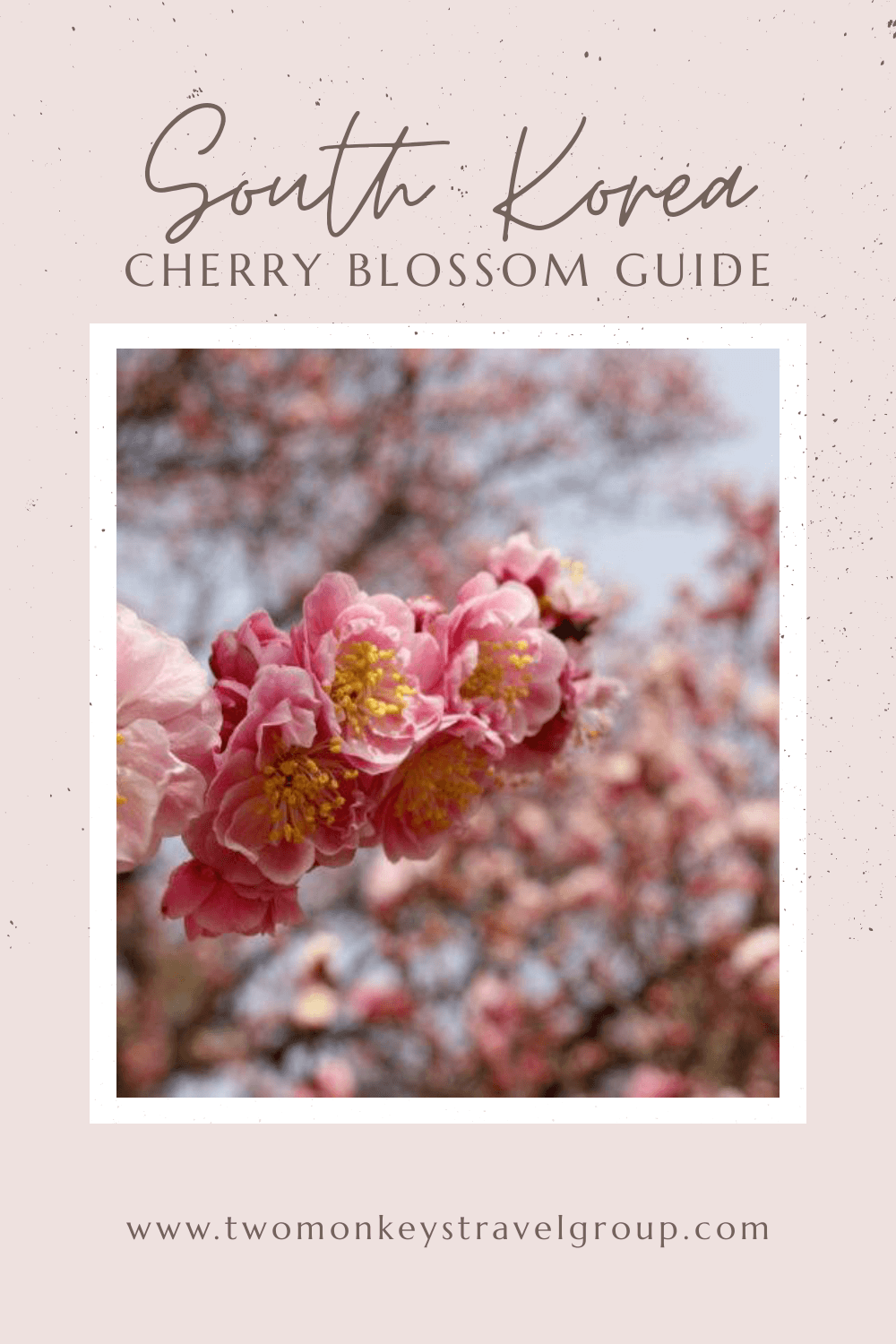 South Korea Cherry Blossom Guide When to visit SoKor to see the Cherry Blossom