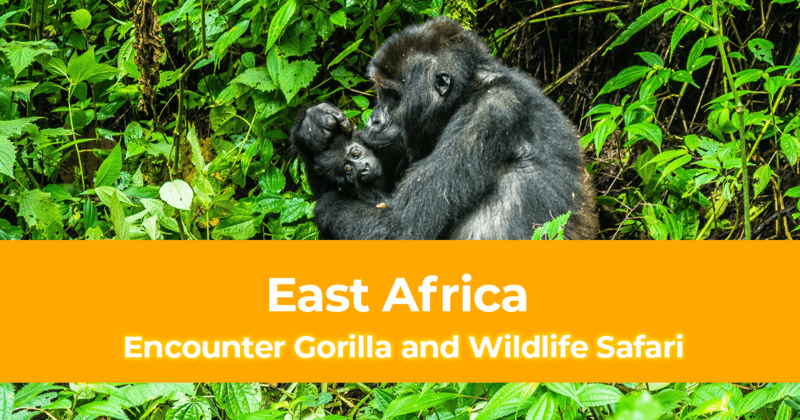 Your Dream Africa Trip - Encounter Gorilla and Wildlife Safari in East Africa 