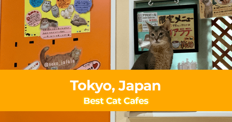 Best Cat Cafes in Tokyo, Japan [ With Tips and Rates Included]