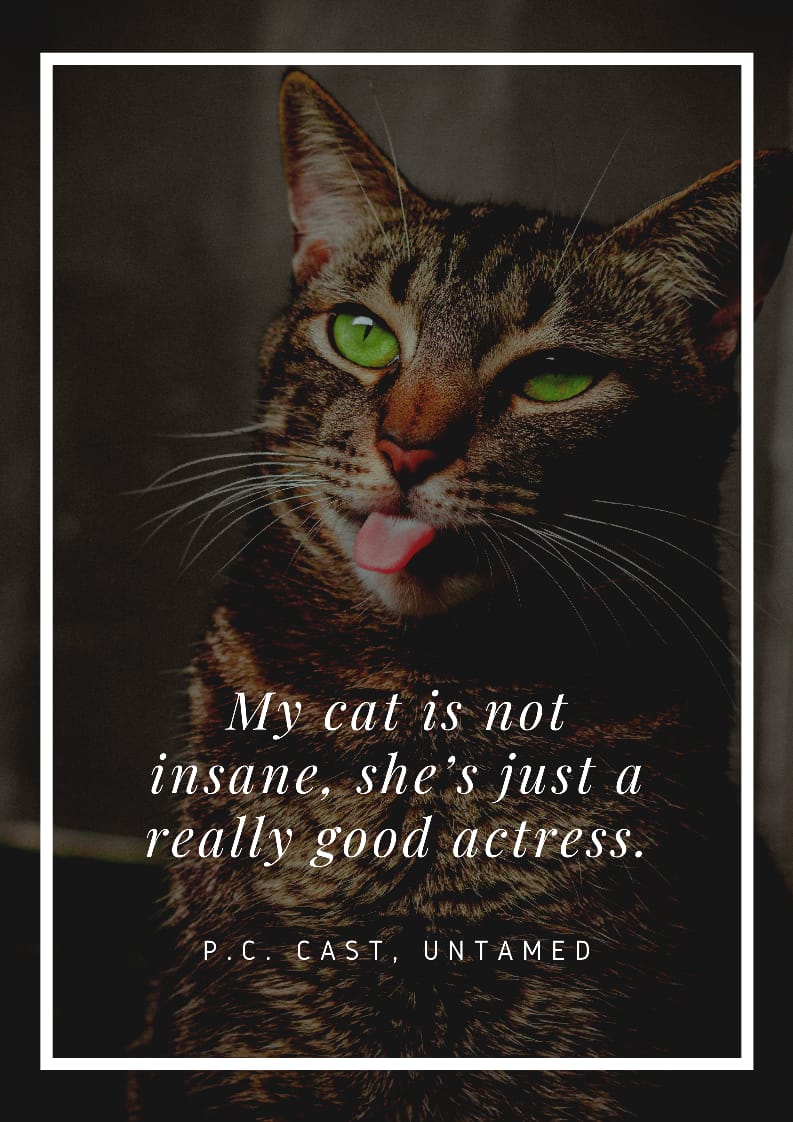 Cat Quotes Dedicated to Our Adorable Purr Babies