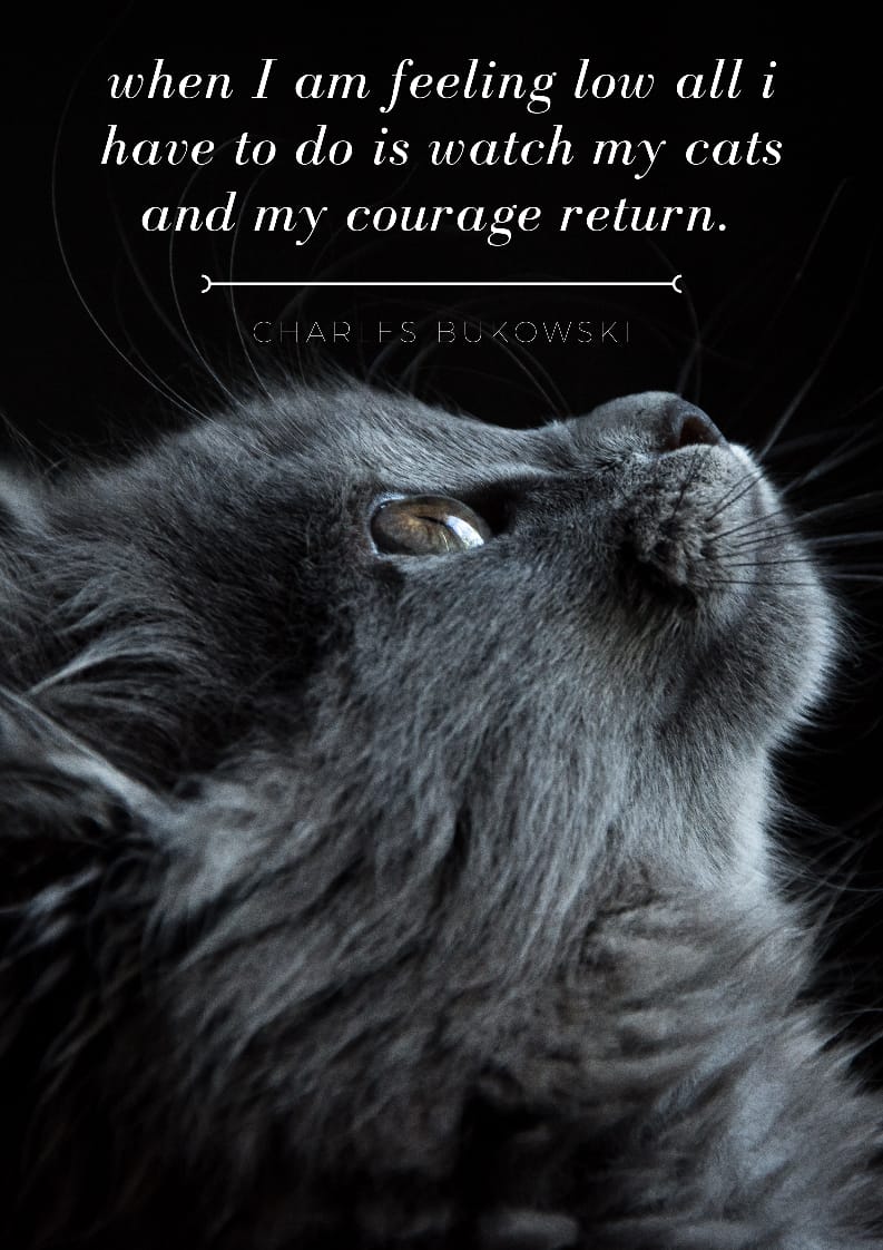 Cat Quotes Dedicated to Our Adorable Purr Babies