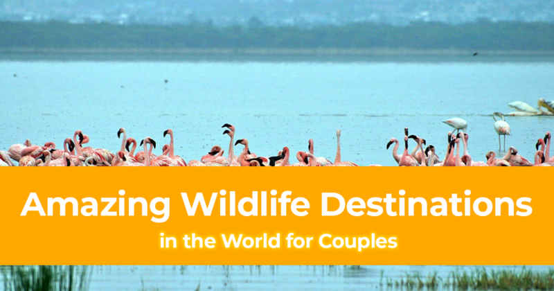 14 Most Amazing Wildlife Destinations in the World for Couples