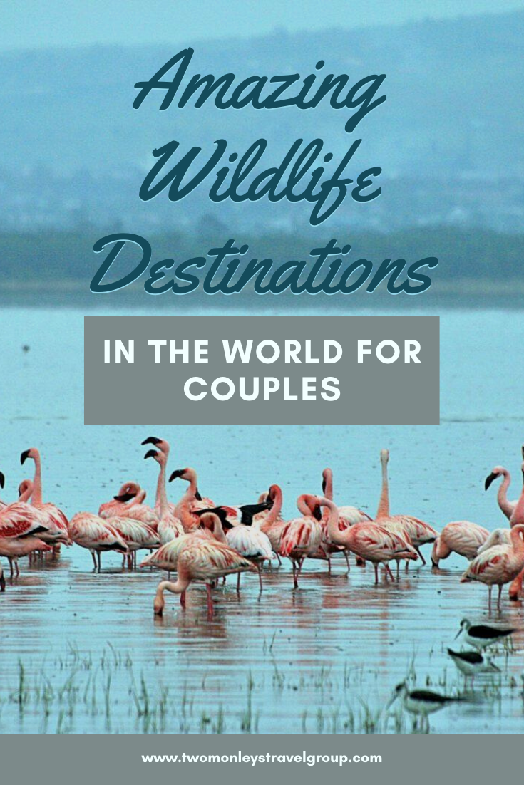 14 Most Amazing Wildlife Destinations in the World for Couples