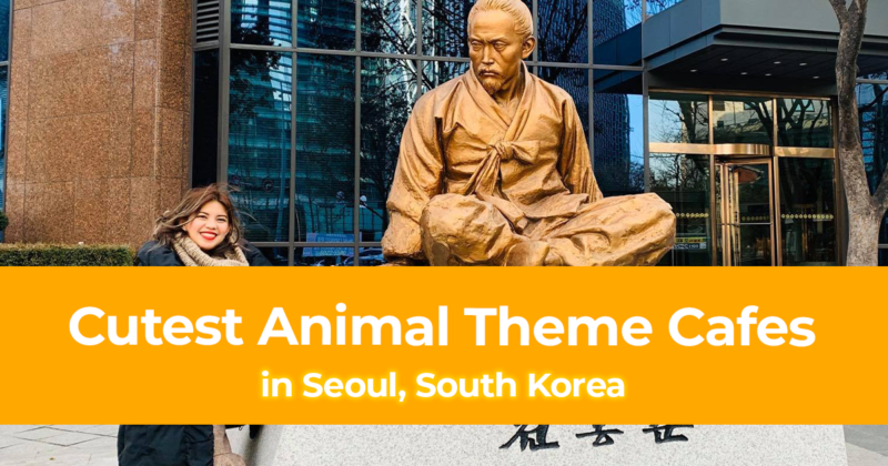 8 Cutest Animal Theme Cafes in Seoul, South Korea [The Best Animal Cafes]