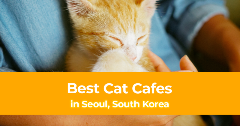 Best Cat Cafes in Seoul, South Korea That You Must Visit