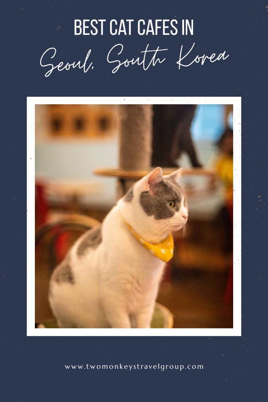 Best Cat Cafes in Seoul, South Korea That You Must Visit