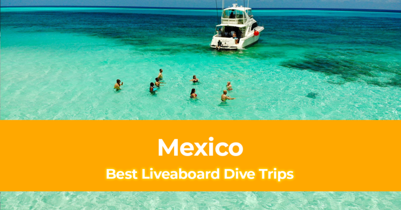 The 6 Best Liveaboard Dive Trips in Mexico [From Budget to Luxury Boat]