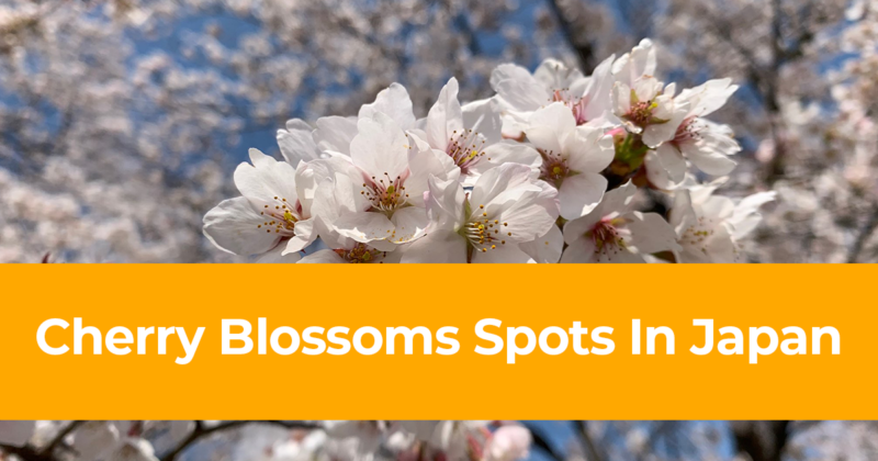 Top 32 Cherry Blossoms Spots In Japan [Best Viewing Spots For Sakura Watching in Japan]