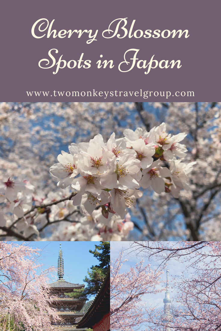 Top 32 Cherry Blossoms Spots In Japan [Best Viewing Spots For Sakura Watching in Japan]