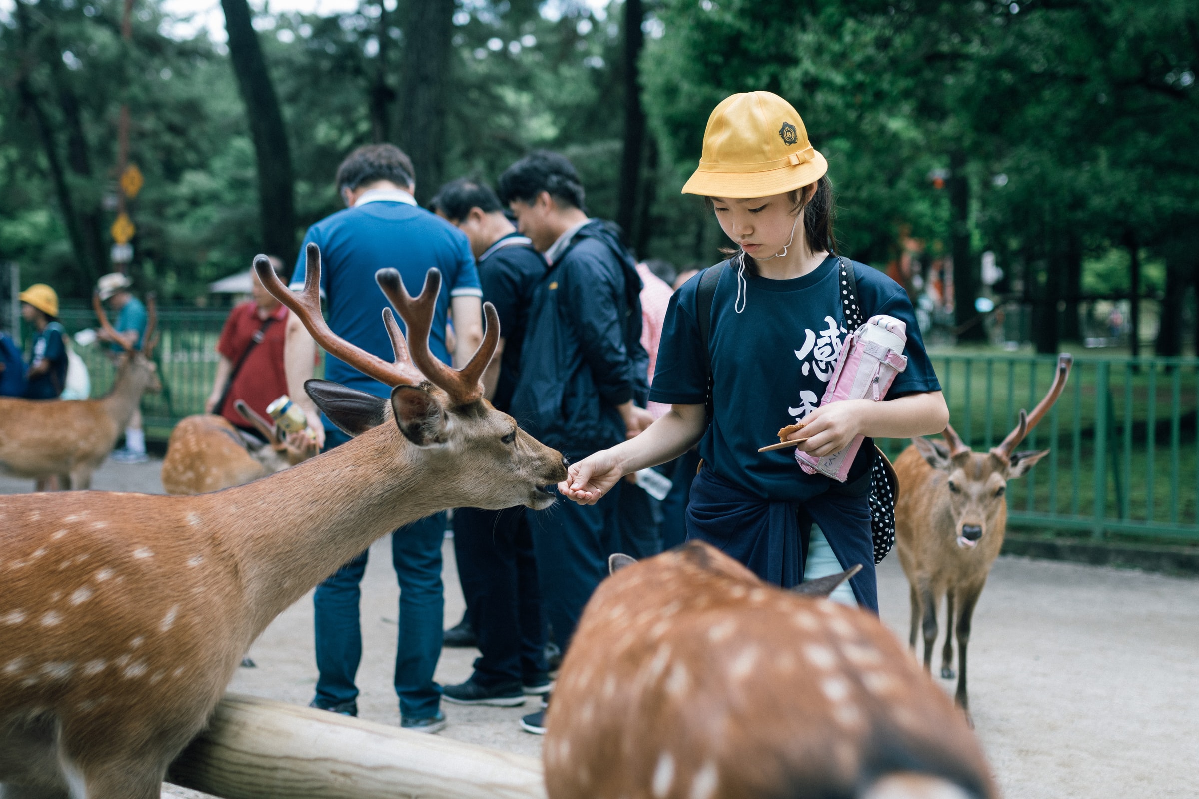 5 Things to do in Nara Prefecture, Japan (5)