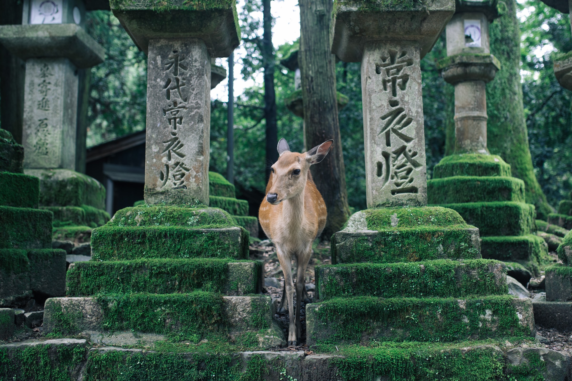 tourist attraction in nara japan