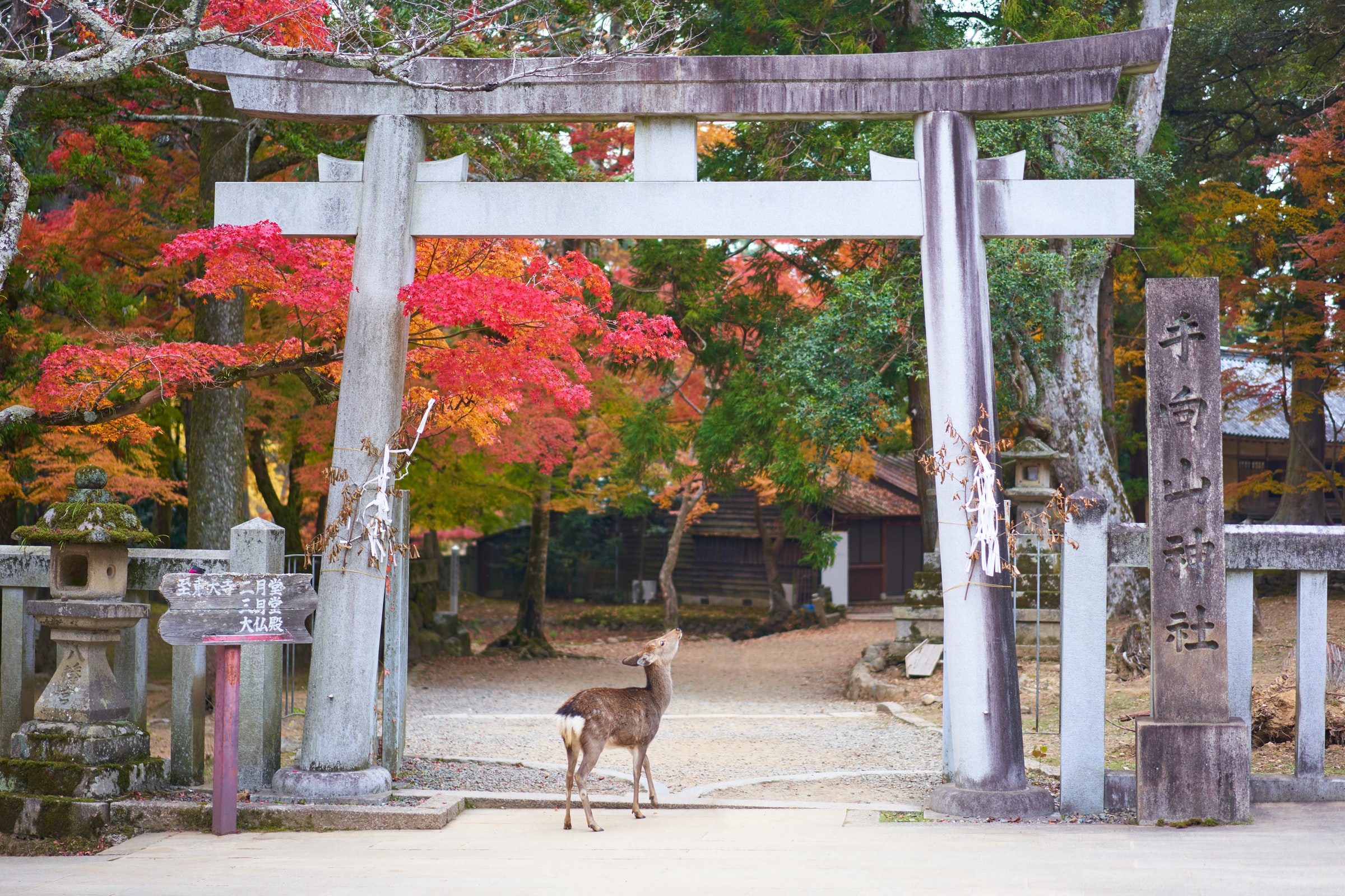 5 Things to do in Nara Prefecture, Japan (7)