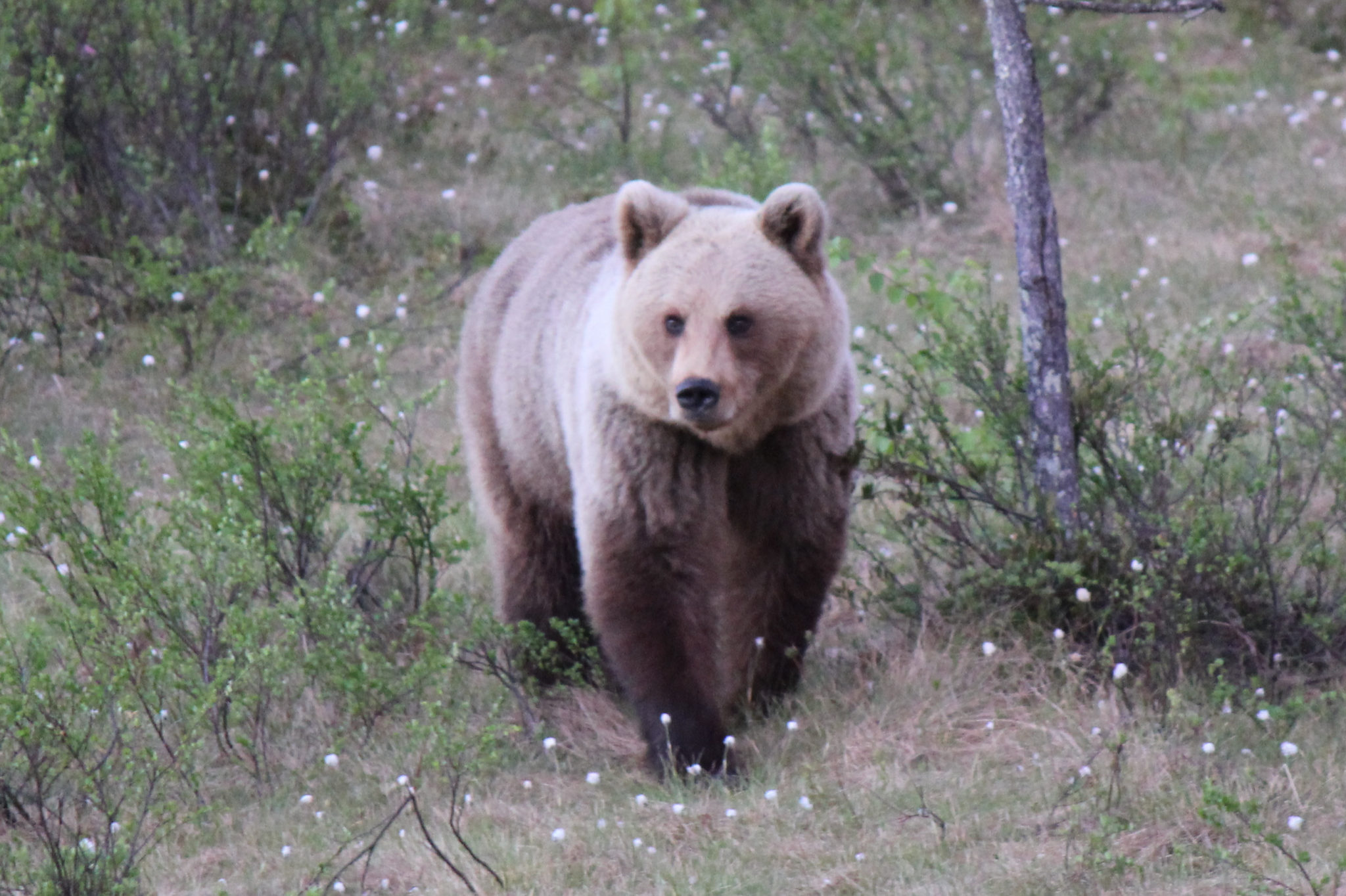 are-there-bears-in-montenegro-what-to-do-when-you-see-one