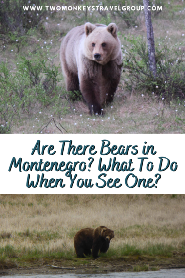 Bear wandering alone in a grassy lawn