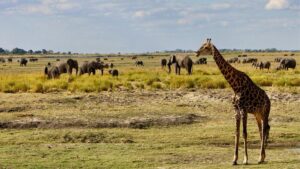 Giraffes and other animals grazing in the safari