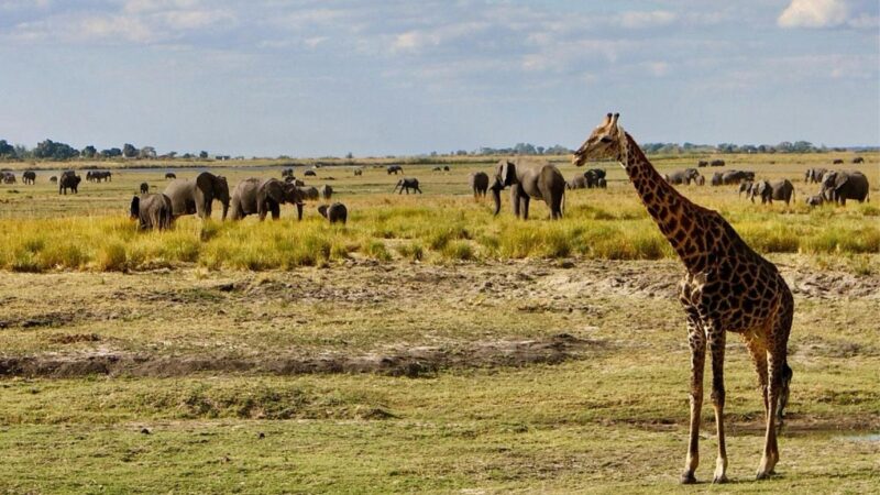 Giraffes and other animals grazing in the safari