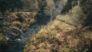 A flowing river in the middle of a forest