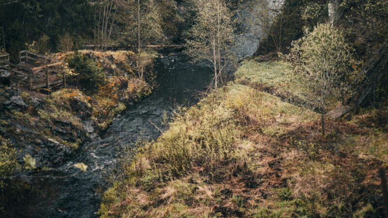 A flowing river in the middle of a forest